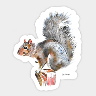 Grey Squirrel Sticker